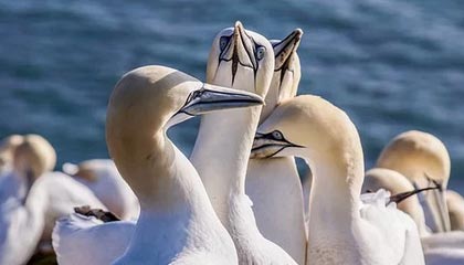 英格兰队欧洲杯初选名单：凯恩领衔拉什福德落选